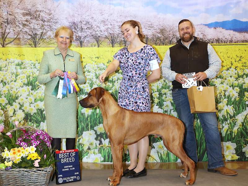 Chintimini Kennel Club Dog Show - Albany, OR